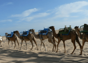 O paraíso brasileiro que está chamando atenção por lembrar o Egito com passeios em dromedários e dunas douradas de arrepiar
