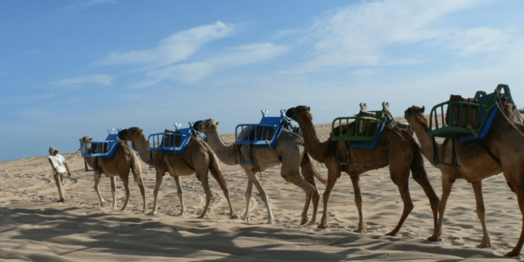 O paraíso brasileiro que está chamando atenção por lembrar o Egito com passeios em dromedários e dunas douradas de arrepiar