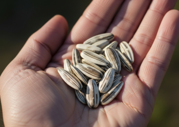 Uma simples semente ganhou destaque por seu efeito relaxante que pode garantir um sono perfeito