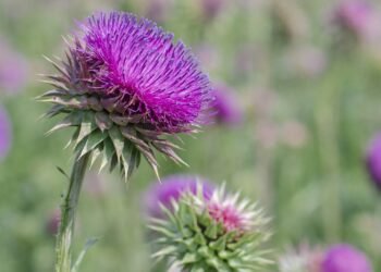A planta medicinal mais poderosa para proteger e regenerar o fígado