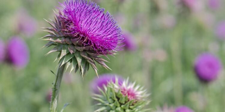 A planta medicinal mais poderosa para proteger e regenerar o fígado