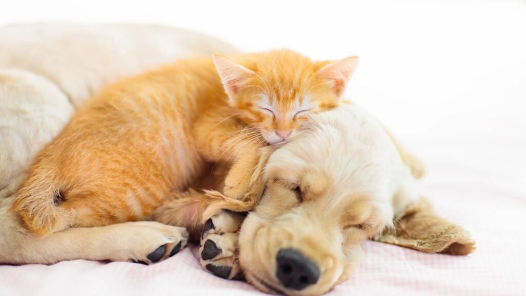 Quantas horas cachorros e gatos precisam dormir para ter uma vida saudável?