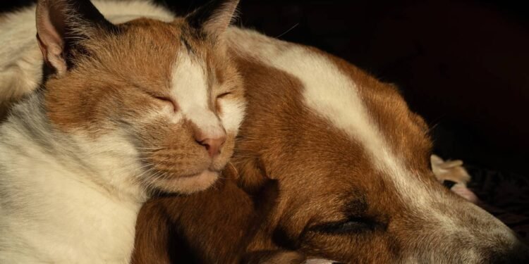 Respeitar esse ritmo, oferecer conforto e observar mudanças no comportamento são atitudes essenciais para garantir o bem-estar dos pets. // Créditos: depositphotos.com / mrstam