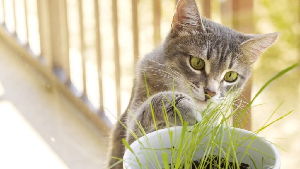 Qual é a planta que mais atrai os gatos e por que ela deixa os felinos mais animados