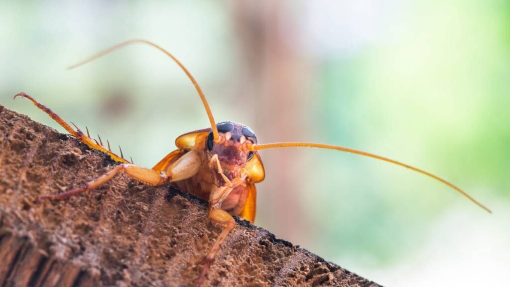 Em qual eletrodoméstico da cozinha as baratas costumam viver e por que isso acontece