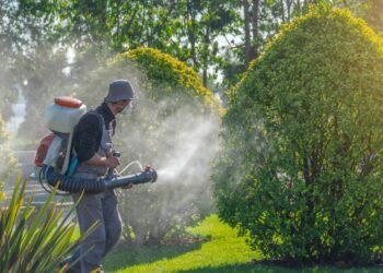 Detetizar ou dedetizar, qual é a forma correta para nunca mais errar