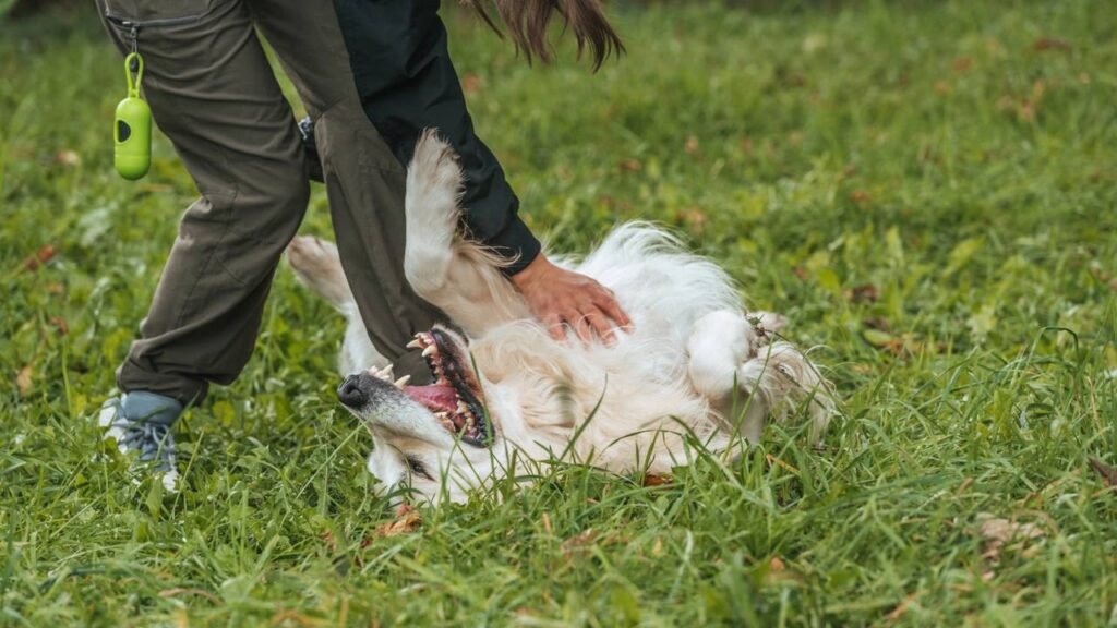 Por que conviver com um cachorro na adolescência pode melhorar a saúde física e mental