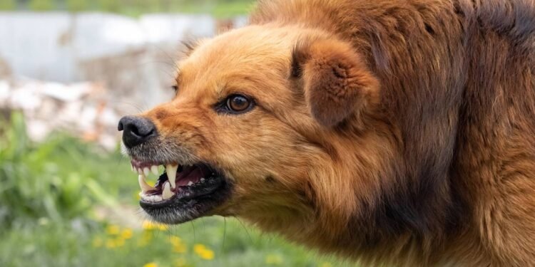 O que significa “Cave canem”, a frase antiga que ainda aparece em memes e tatuagens