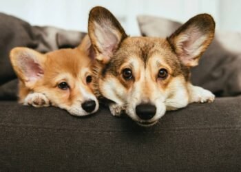 Seu cão só te segue porque sente isso em você e a ciência acaba de confirmar