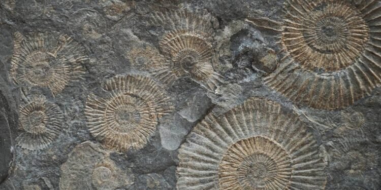 Um fóssil inesperado foi encontrado e pode mudar a história da ciência para sempre