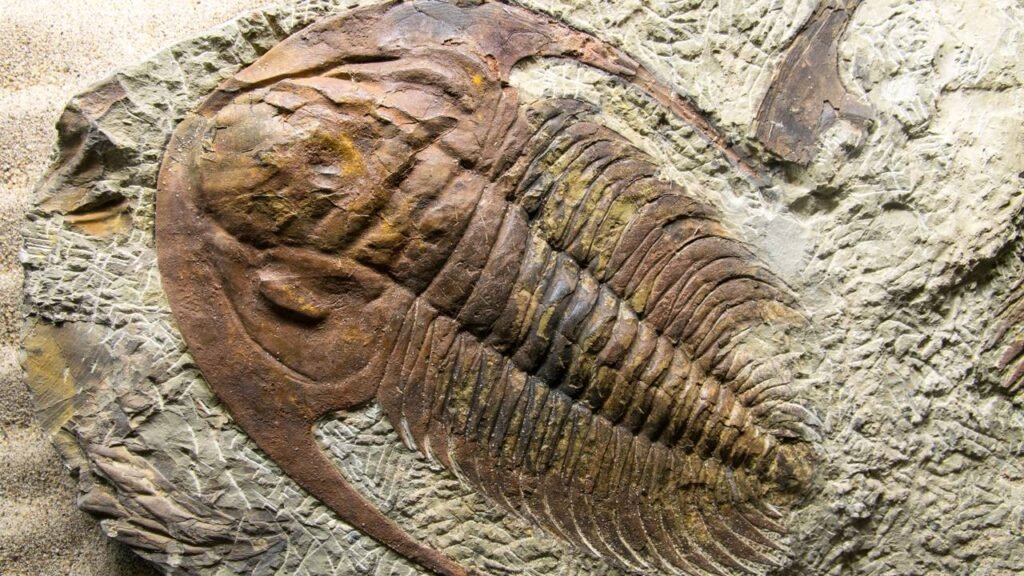 Um fóssil inesperado foi encontrado e pode mudar a história da ciência para sempre