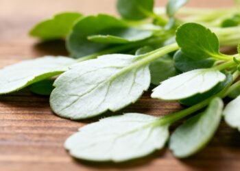 Vitamina C e K em abundância e efeito antioxidante, essa famosa folha verde pode melhorar sua qualidade de vida