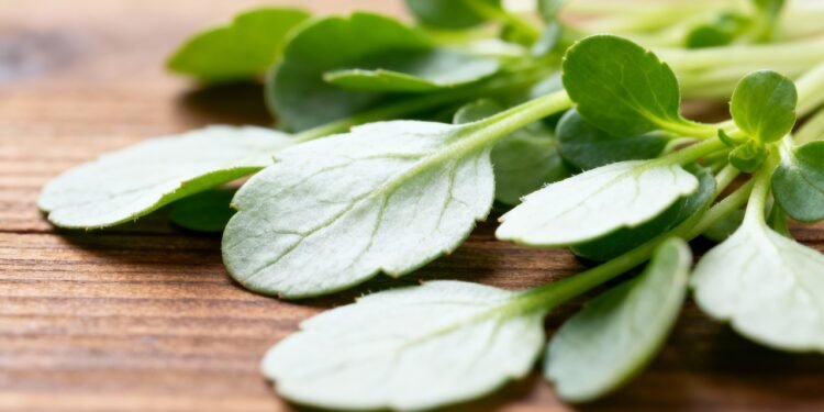 Vitamina C e K em abundância e efeito antioxidante, essa famosa folha verde pode melhorar sua qualidade de vida