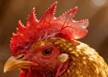 O que significa a crista da galinha?