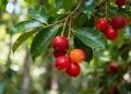 Essa fruta supera todas em vitamina C, combate radicais livres e apoia sua saúde de dentro para fora