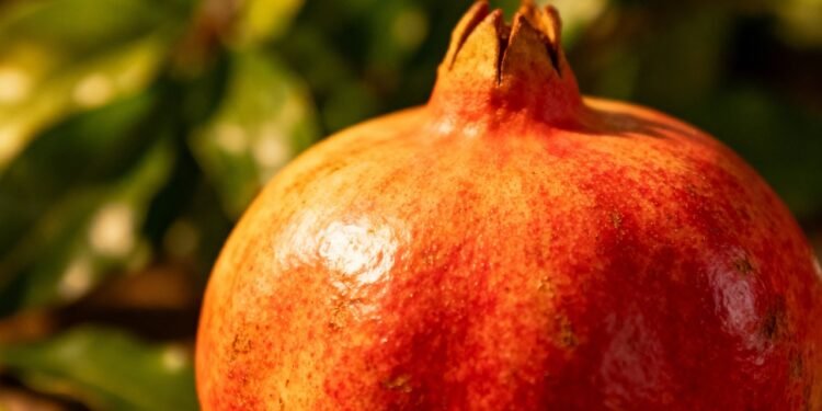 O poder dessa planta medicinal que muita gente esquece e dá frutos até em apartamento