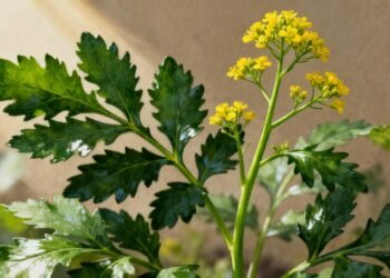 Essa erva aromática guarda benefícios que impressionam até especialistas