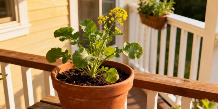 A planta picante que reduz inflamações, ajuda no detox do corpo e ainda cresce rápido em casa