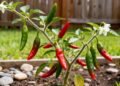 A pimenta que ajuda a queimar gordura e cresce perfeitamente no seu quintal