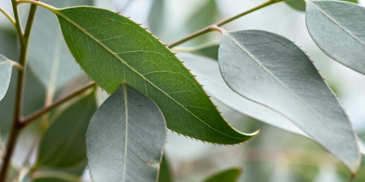 A erva aromática muito utilizada para aliviar sinusite, tosse e desconforto respiratório