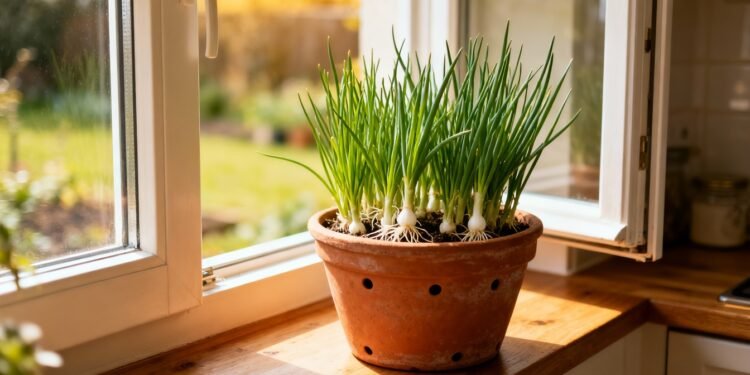 Essa erva simples da cozinha ajuda a digestão, protege os ossos e cresce fácil em vaso