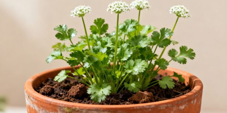 O que significa quando a hortelã floresce em casa, segundo o Feng Shui
