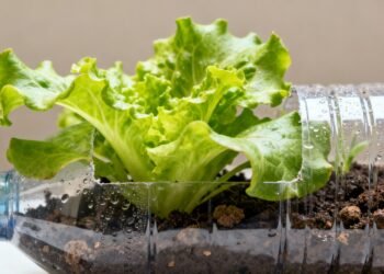 Folha leve que hidrata, nutre e ainda cresce fácil em garrafa PET na sua casa