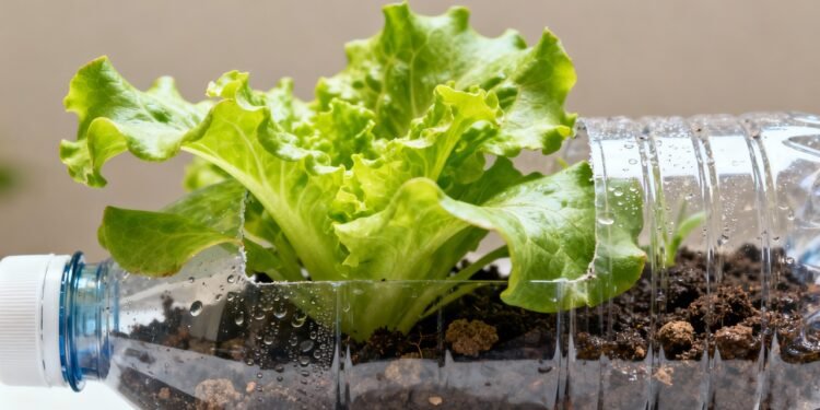 Folha leve que hidrata, nutre e ainda cresce fácil em garrafa PET na sua casa