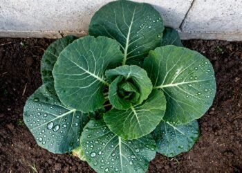 A folha verde que limpa o corpo e cresce fácil em vasos com sol na sua casa