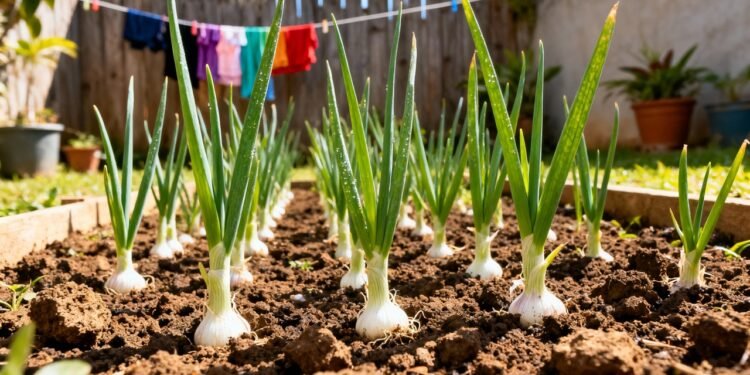 O vegetal que protege o coração e cresce facilmente até em pequenos canteiros