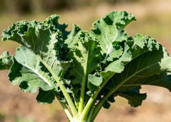 O vegetal poderoso que limpa o fígado e reduz a inflamação no dia a dia