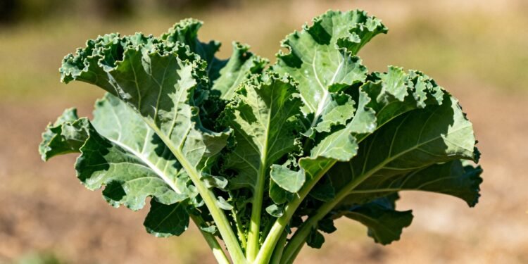 O vegetal poderoso que limpa o fígado e reduz a inflamação no dia a dia