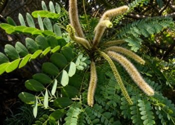 A planta do cerrado muito usada para cicatrizar feridas, aliviar inflamações e proteger a pele