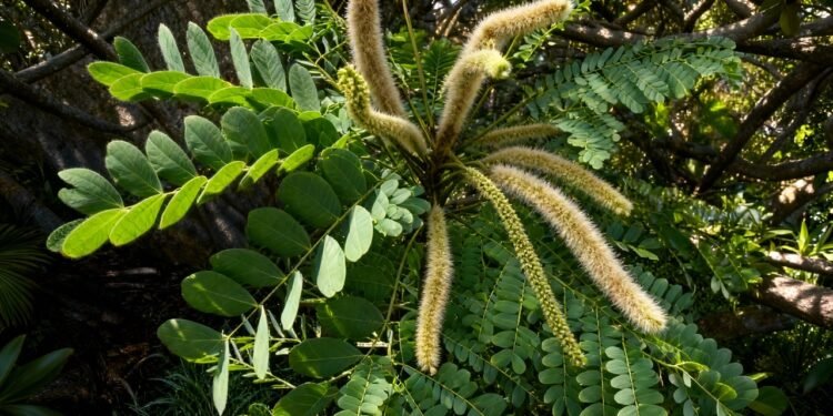 A planta do cerrado muito usada para cicatrizar feridas, aliviar inflamações e proteger a pele