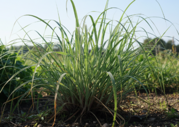 Planta simples do quintal que combate a ansiedade e alivia dores abdominais