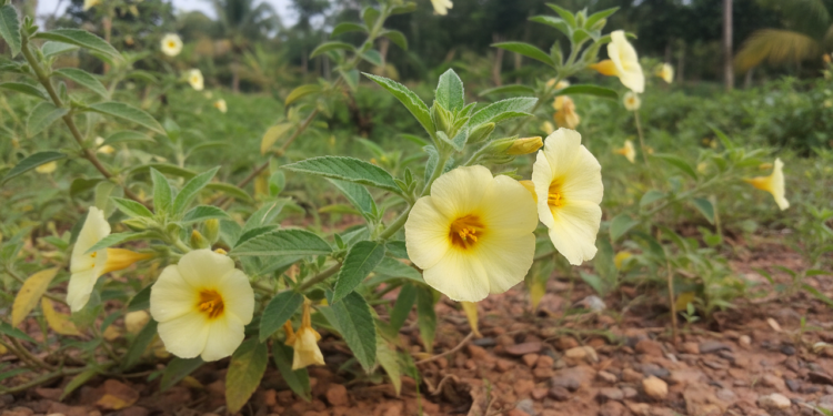 Você arranca esta planta achando que é mato, mas ela é um anti-inflamatório poderoso