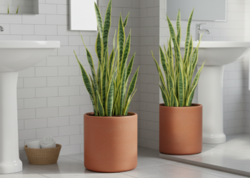 A planta que absorve a umidade do banheiro e não precisa de sol direto