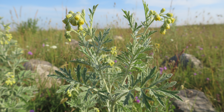 A planta amarga que muita gente usa para melhorar a digestão e cuidar do intestino