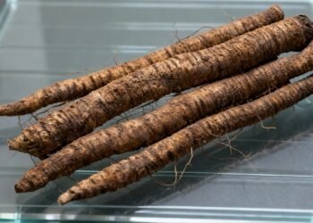 No oriente é o alimento da longevidade, o poder da raiz de bardana na sua saúde