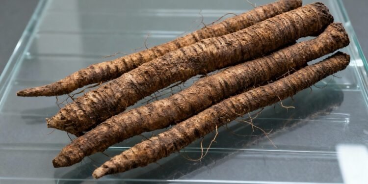 No oriente é o alimento da longevidade, o poder da raiz de bardana na sua saúde