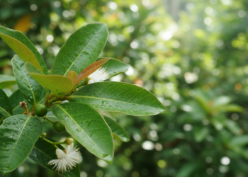 Essa folha tradicional pode ajudar no controle da glicose e na proteção das células