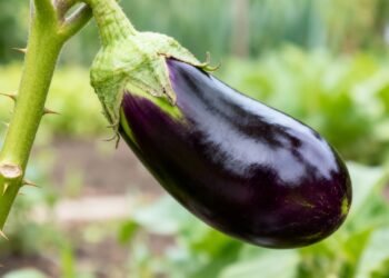 O legume roxo fácil de plantar que pode ajudar no controle do colesterol
