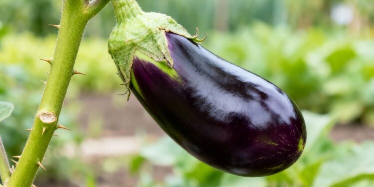 O legume roxo fácil de plantar que pode ajudar no controle do colesterol