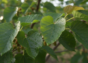 A folha usada em chá que ganhou atenção no alívio dos sintomas da menopausa