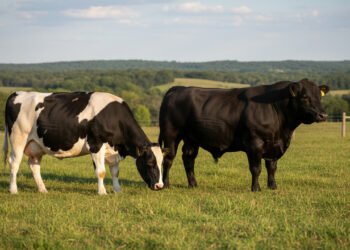 O masculino de “vaca” é “boi”, mas o coletivo é o mesmo pra ambos