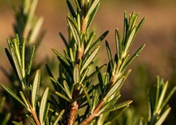 A erva medicinal que estimula a digestão e fortalece o fígado