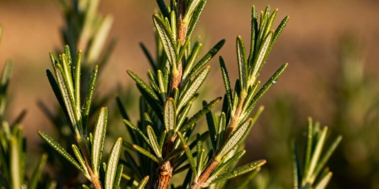 A erva medicinal que estimula a digestão e fortalece o fígado