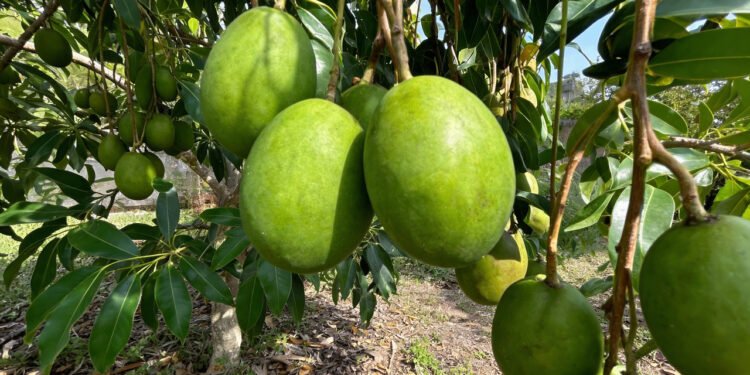 Um fruto comum em regiões quentes que muita gente usa para melhorar a digestão