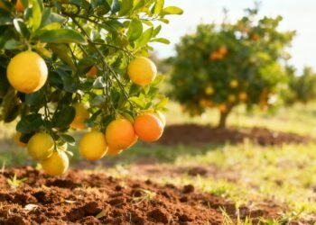 A fruta que ajuda na respiração, alivia a tosse e você pode a plantar fácil em casa