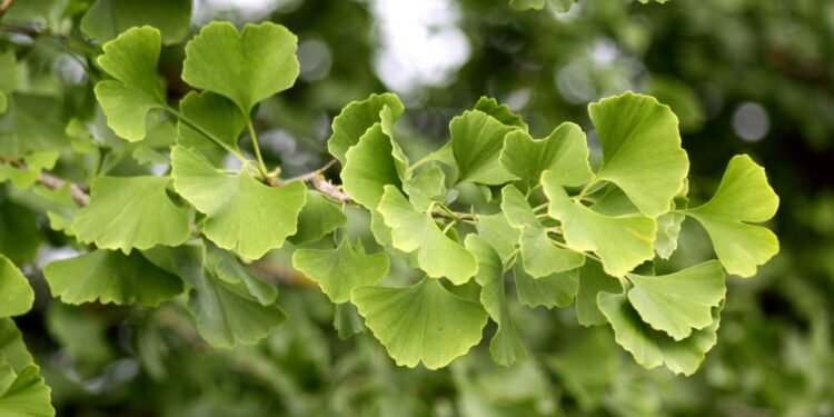 Poucos sabem o que é o ginkgo biloba e por que ele virou símbolo de memória e longevidade